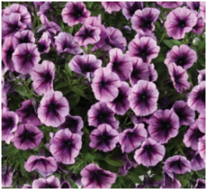 Снимок экрана 2025-08-03 0814143